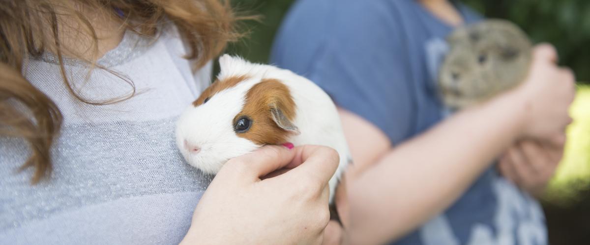 Een close-up van twee meisjes die een cavia in hun handen houden. De achterste is een zeer licht bruine, de voorste een witte met oranje vlekken.