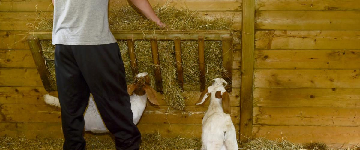 Een jongere die in de stal het hooi van de geiten bijvult. De geiten kunnen niet wachten en zijn tegelijk al aan het eten.