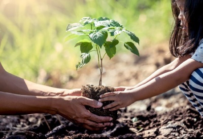 Oudere handen die samen samen met een jong meisje een boom planten