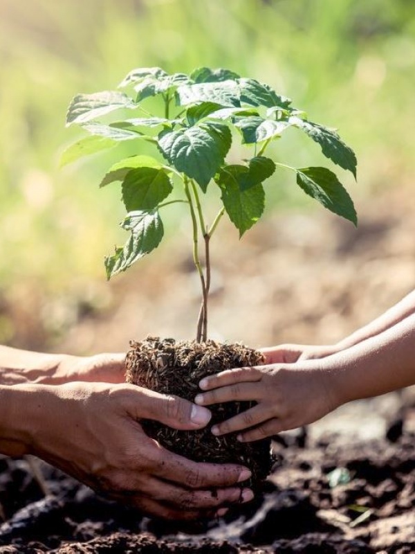 Oudere handen die samen samen met een jong meisje een boom planten